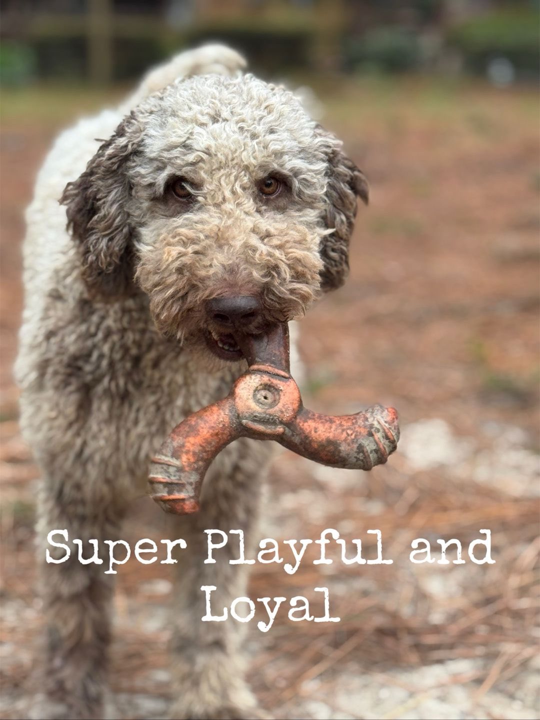 Bronco, the father of the litter