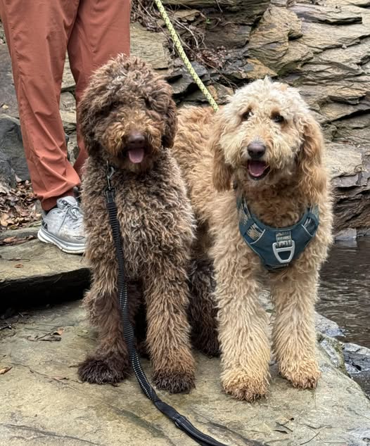 Sadie and Bronco together