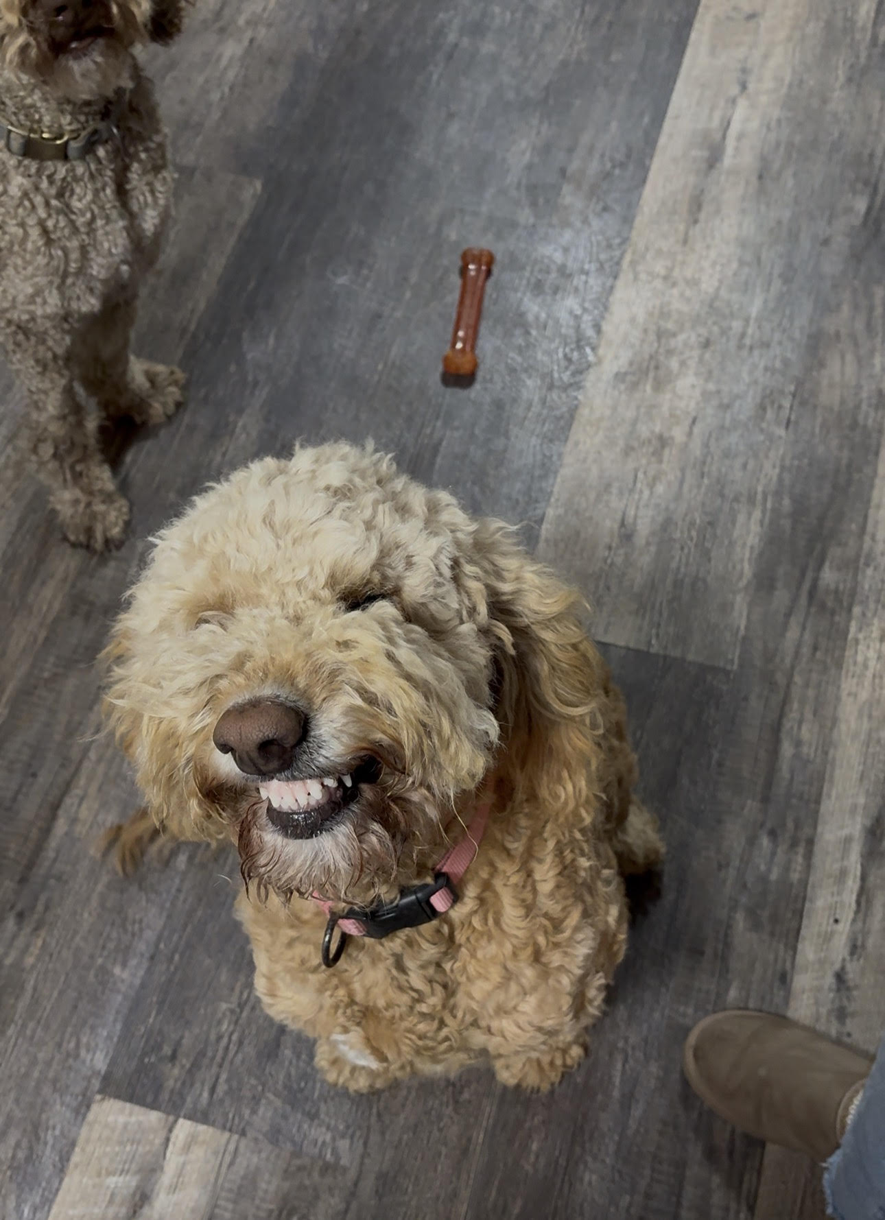 Sadie, the mother of the litter