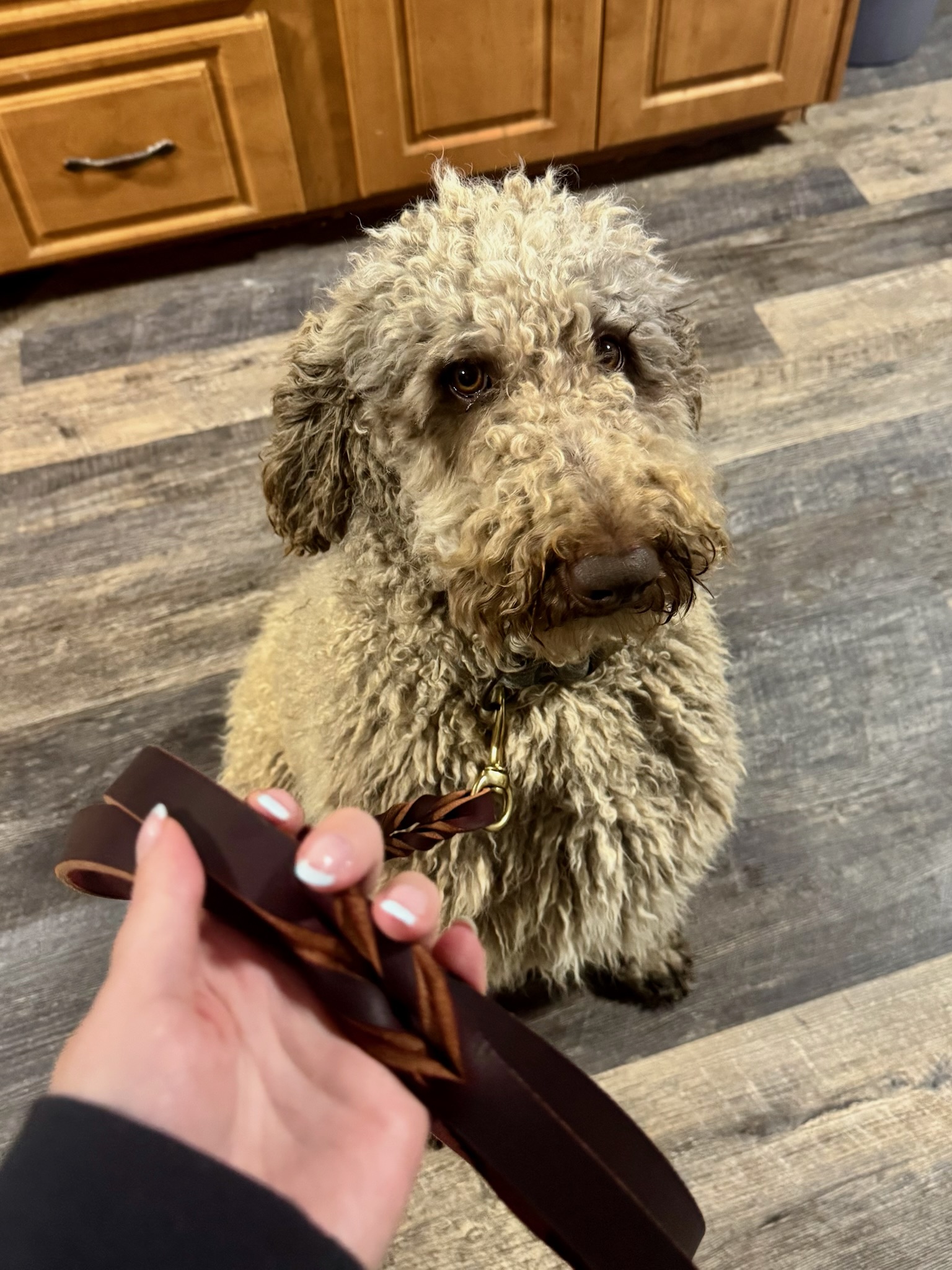 Doodle puppy portrait