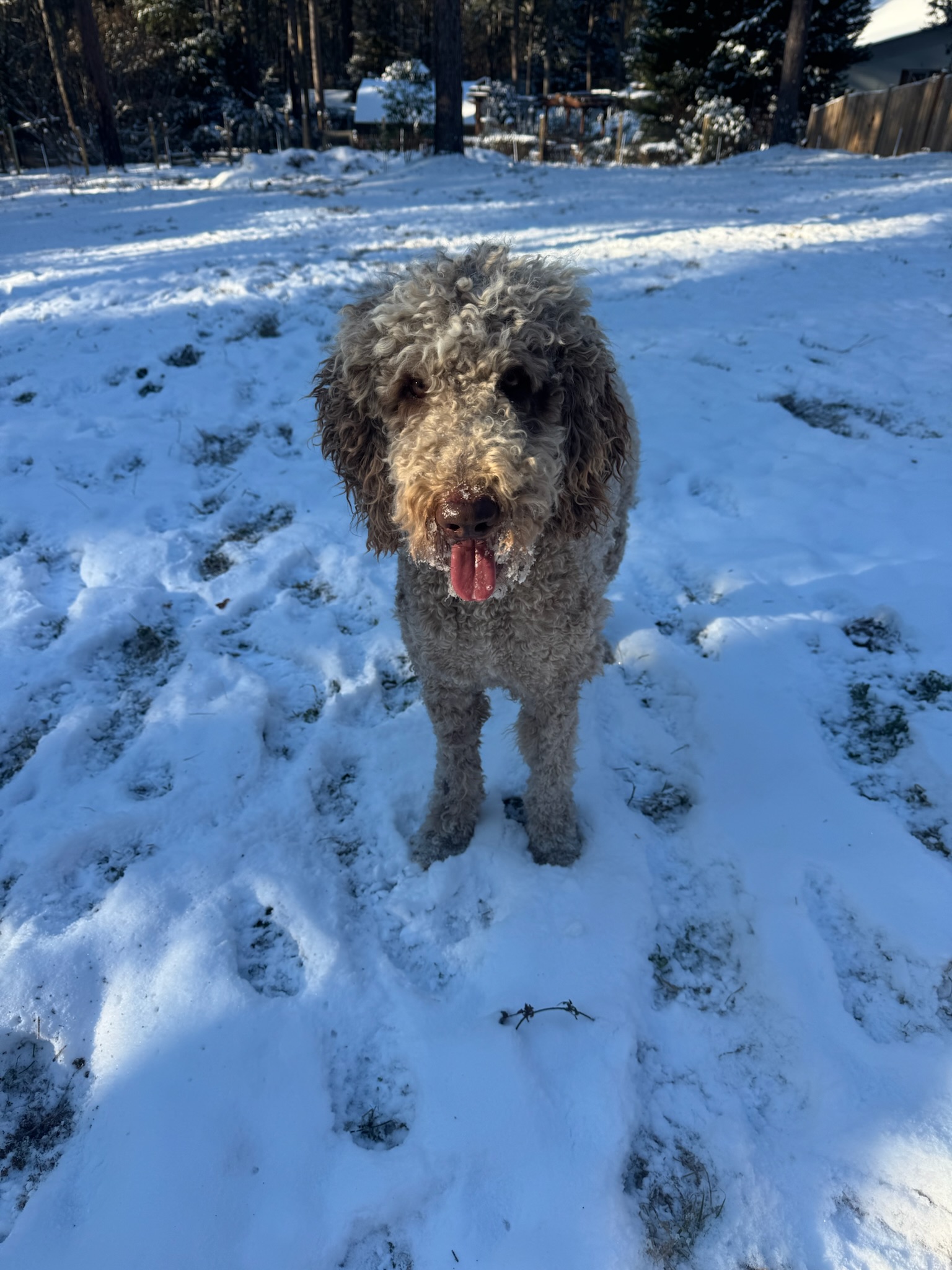 Doodle puppy portrait