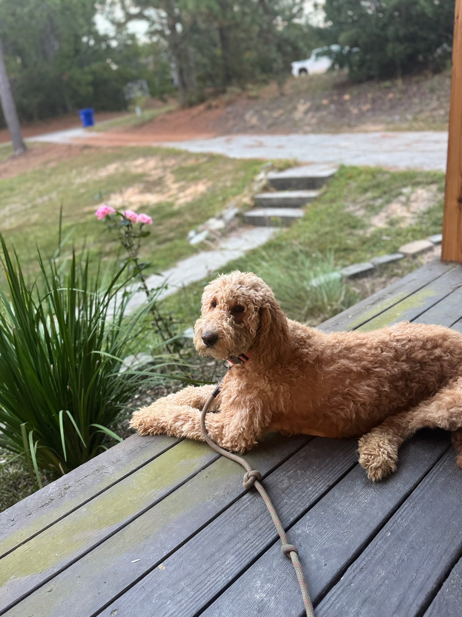 Doodle puppy portrait